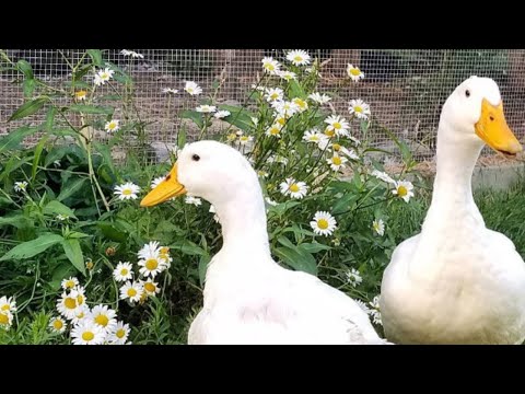 Duck Conversation: Two Pekins talking back and forth