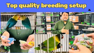 Top quality Birds breeding setup in Karachi. #viralvideo #youtube #parrot