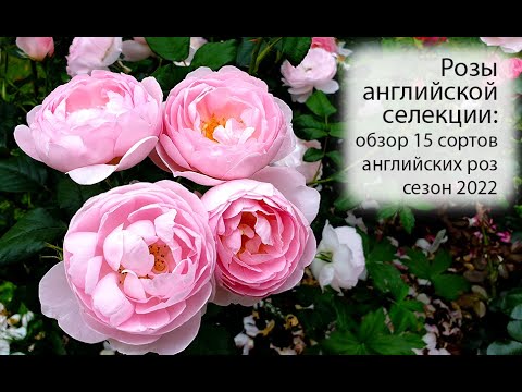 Видео: Английски рози: снимка, сортове, описание, рецензии