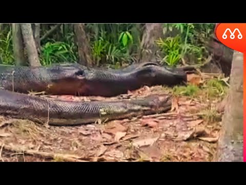 Vídeo: Onde vive a anaconda: habitats e reprodução