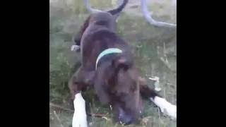 Sweet Brandywine Is Up For Adoption