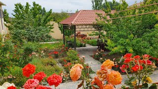 Our Beautiful Garden Relaxing Garden Tour And Tea Time Asmr Video