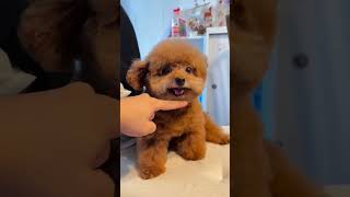 Fun Puppy Moments: Cute Dog Compilation @kidstvsongs @PetsSwag @Lovelypuppy_1 @MrBeast