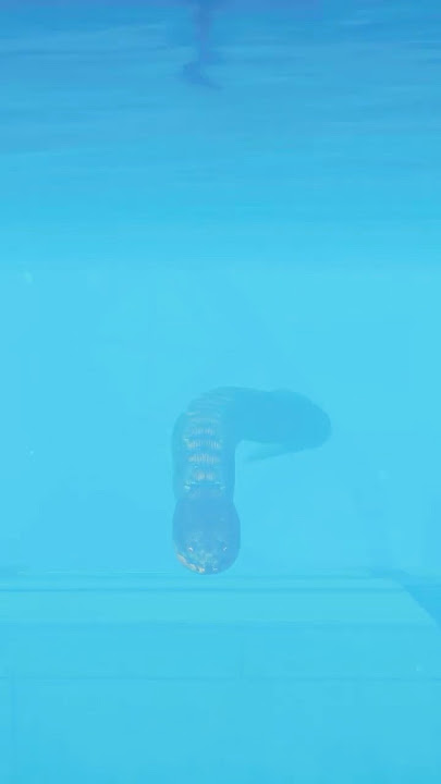 Titanoboa vs Mosasaurus - Jurassic World Evolution 2.
