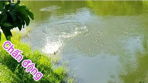 Câu cá lóc_Ao gần nhà và những cú táp ma thuật @Hữunghị tv