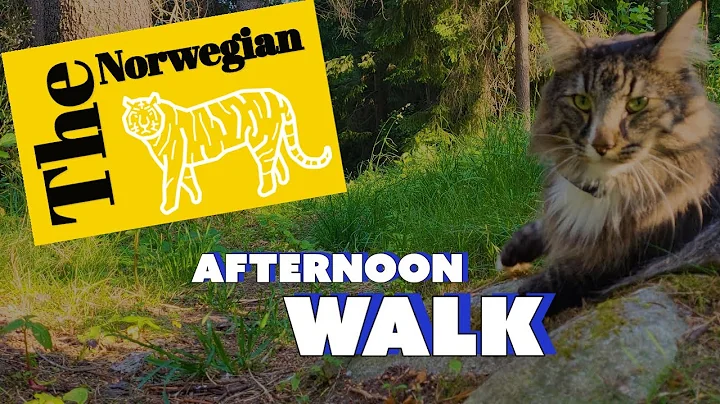 Watch the video about Sunday afternoon, what a better time for a walk in the forest.