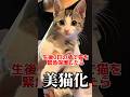 生後0日で捨てられていた子猫を保護したら美猫になりました #shorts #保護猫 #捨て猫 #野良猫 #子猫 #catlover #kitten