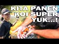 Panen koi kali ini mengerikan bolo kualitasnya wow banget  ikan koi super