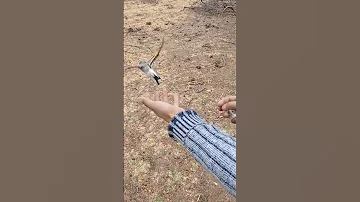 Отпускают Седоголовых Щеглов на волю