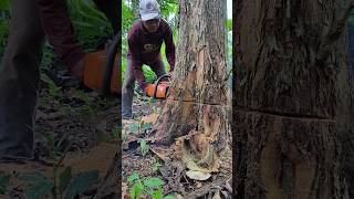 menebang pohon jati tua#wood#woodworking#shortvideo#cuttingdowntrees