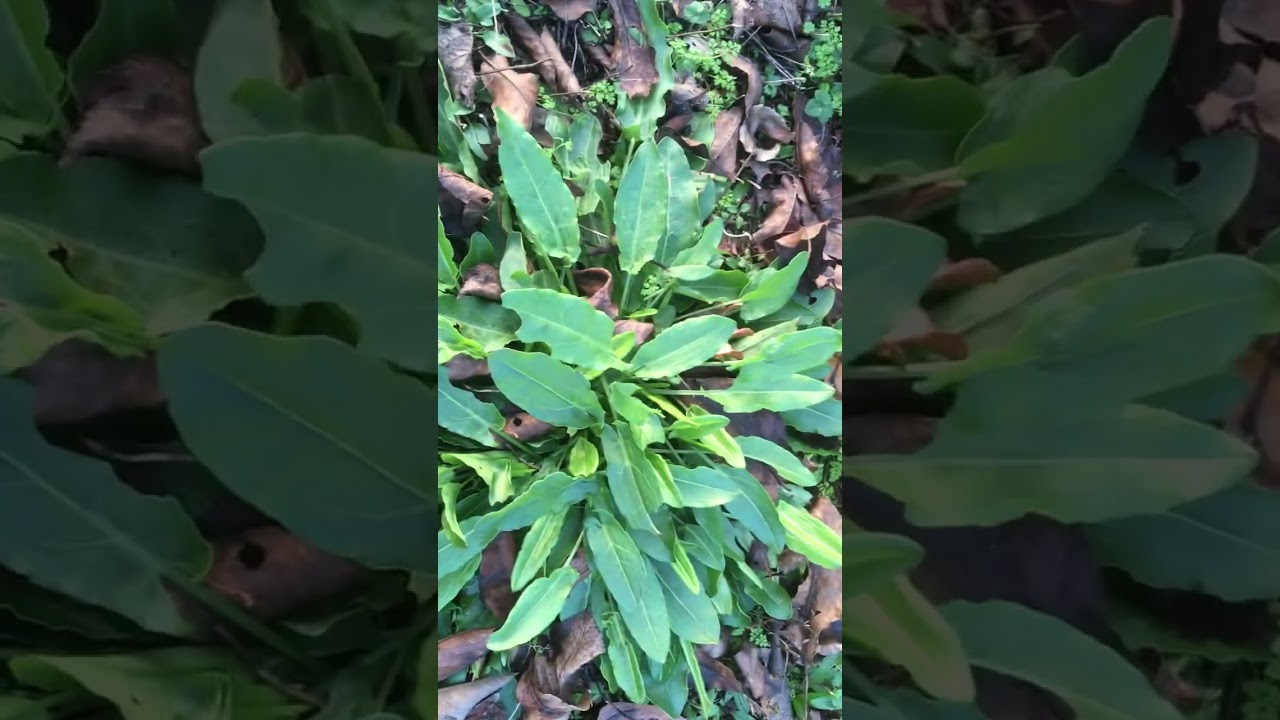 Wİld sorrel   / Yabani kuzukulağı  / Wilde zuring