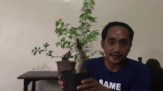 Basic Bonsai Lessons: How to Train the 1st Generation Branch of your Bonsai Tree