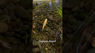 Singapore Airport, Best combo of tech &amp; nature #changiairport #viralshort #shorts #ytshorts #nature