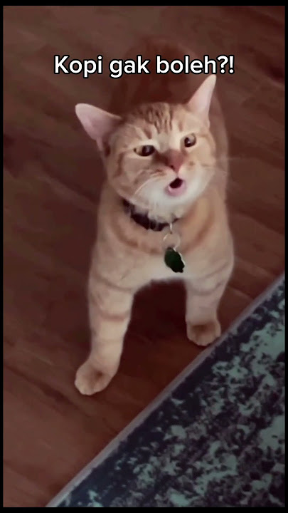 Cute ! Orange Cat Smart In Angry Mother Immediately Protest #cat #cutecat #short #fyp #cat #funnycat