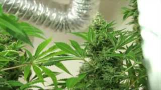 VaderVision - Start of Flush Week