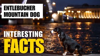 Most Interesting Facts About Entlebucher Mountain Dog |Interesting Facts | The Beast World