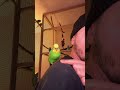 🫡☺️ #birb #vogel #birds #parrot #budgies #wellensittich #pets #cockatiel #cute #funny