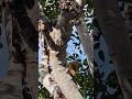 청설모? #청설모