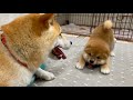 柴犬親子のプレイバウ合戦が子犬の逃げ足が速くて平和過ぎて微笑ましいw