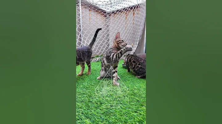 Video 11659961: catlover kucing bengal, bengal cats catlover, cattery cats bengal