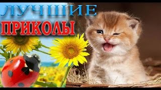 Лучшие приколы Лучшие приколы с котятами Лучшие приколы Лучшие приколы с котятами