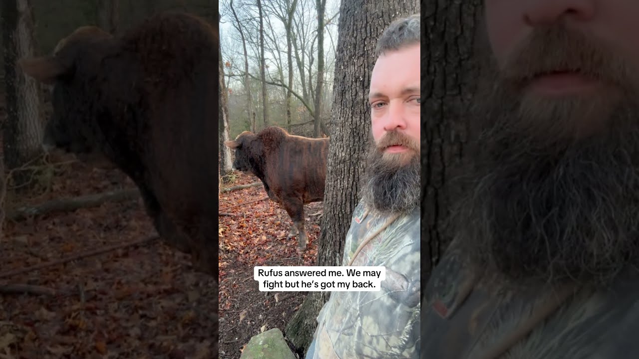 Rufus To The Rescue Rufusthebull Cow Bull Cattlefarm