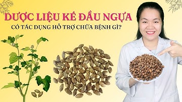 Dược liệu Ké đầu ngựa có tác dụng trị bệnh gì? Cần lưu ý gì khi sử dụng