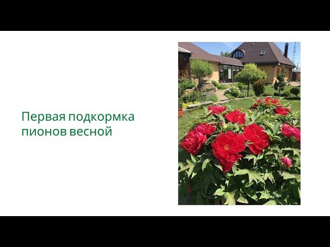 Пионы весной -