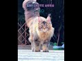 Reality vs Aura #cat #phonk #aura