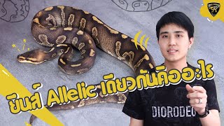 ไขข้อสงสัยยีนส์ Wookie , Chocolate , Spotnose , Raven Reality Ball Python [EP.56]