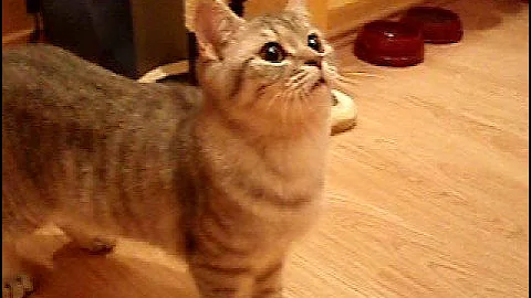 Video 11735211: british shorthair kittens playing, funny british shorthair kittens, cute kitten british