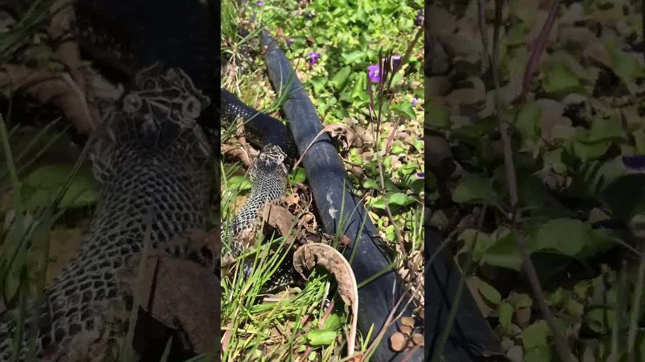 black king snake shedding - youtube