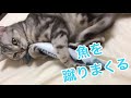 マタタビ入りおもちゃで遊ぶ猫がかわいい！/The cat kicked and played the matatabi toy