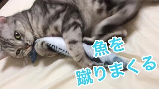 マタタビ入りおもちゃで遊ぶ猫がかわいい！/The cat kicked and played the matatabi toy