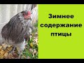 Породы кур. Обзор хозяйства. Зимнее содержание.Breeds of chickens. Farm overview. Winter content.