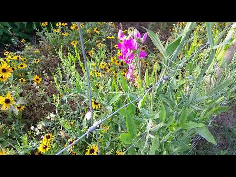 Video: Coreopsis Whorled (19 Foto): Gambaran Keseluruhan Jenis 