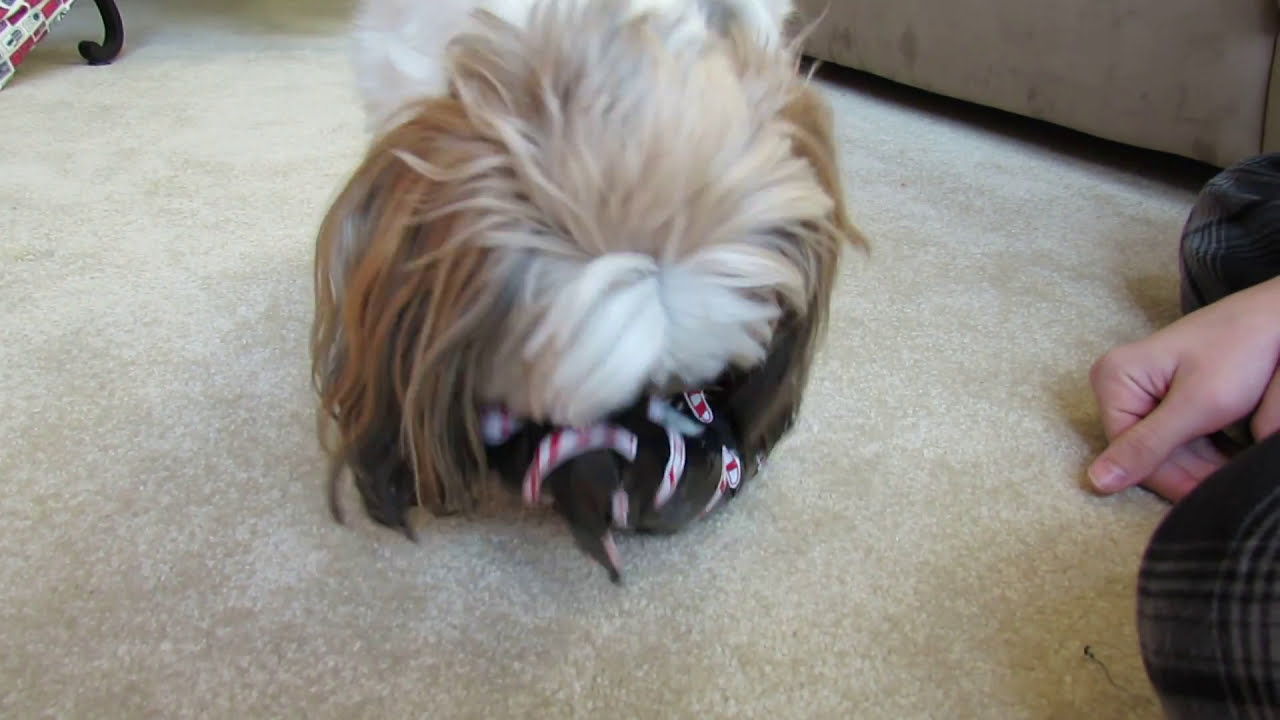 Unleashing the Joy  Christmas Dog Gift Ideas