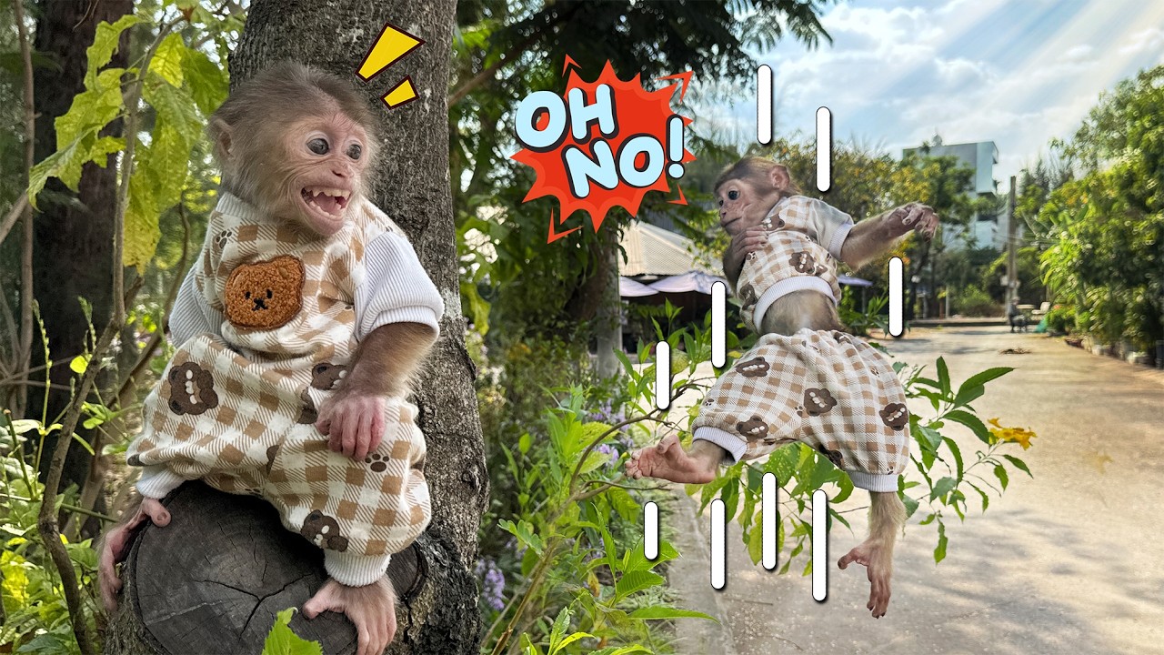 Lucky fell from a high place – Sunny panicked and ran to call mom!