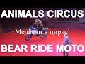 Медведи в цирке! Медведь на велосипеде, мотоцикле и машине!