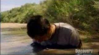 bear escapes quicksand