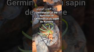 إنبات التنوب النوميدي Germination of the Numidian firGermination du sapin de Numidie #الجزائر