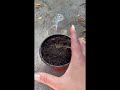 Cotton seeds from seed to pot  grow cotton with me  cottonplant howto shorts