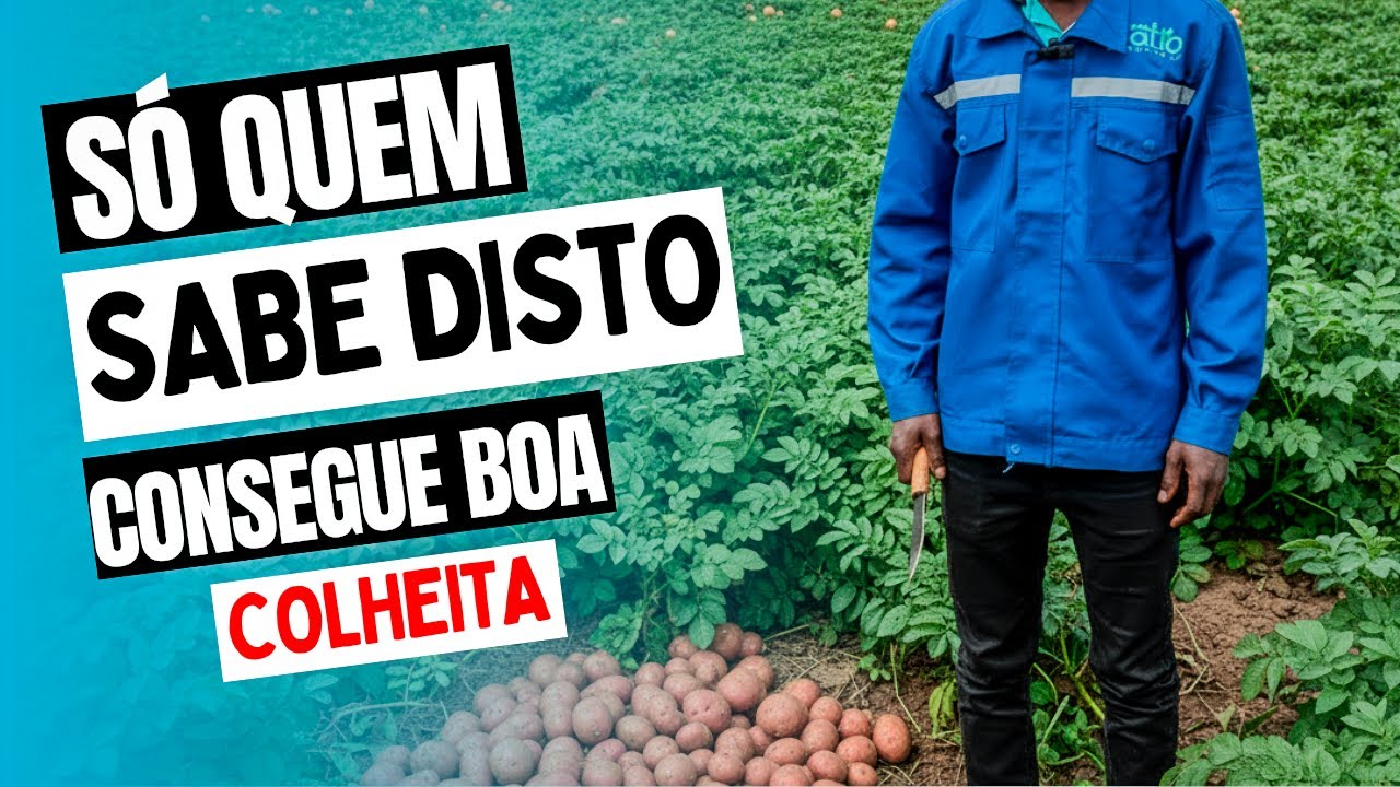 Tudo o que precisas Saber para ter SUCESSO na BATATA RENO