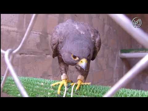 مركز العرادي لإنتاج وحماية الصقور