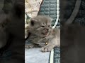 😁🫶🏻 #cat #viral #catentertainment #kitten #catmusic #shorts #shortsviral #fyp #funny #catvideos