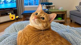 Impossible Try Not To Laugh 🐈| Funny Cats With Epic Fails Crazy Reactions & Cute Moments🐱🤣