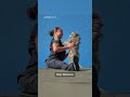 Stranded dog rescued from rooftop