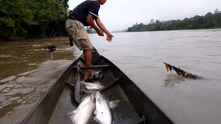 trik merawai ikan patin di harus deras,Desa Long Beluah Kalimantan utara