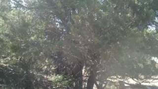 Pinyon Pine