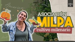 MILPA: Producir MÁS COMIDA en menos espacio 🌽🫘🥭